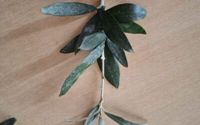 Učenici zadruge pred Cvjetnicu